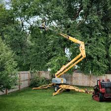 Best Root Management and Removal  in Kalida, OH