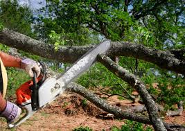 Best Commercial Tree Services  in Kalida, OH