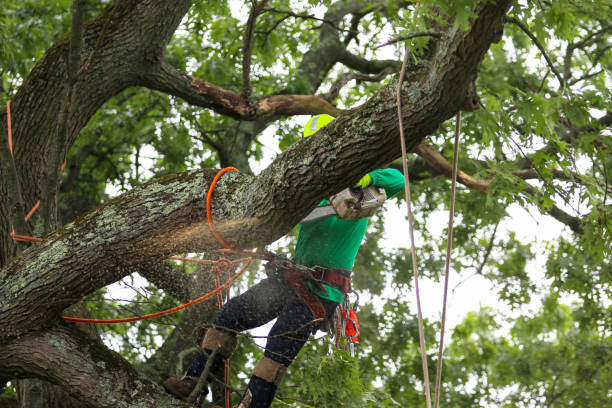 How Our Tree Care Process Works  in  Kalida, OH