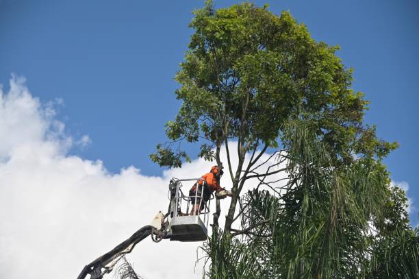 Best Tree Disease Treatment  in Kalida, OH