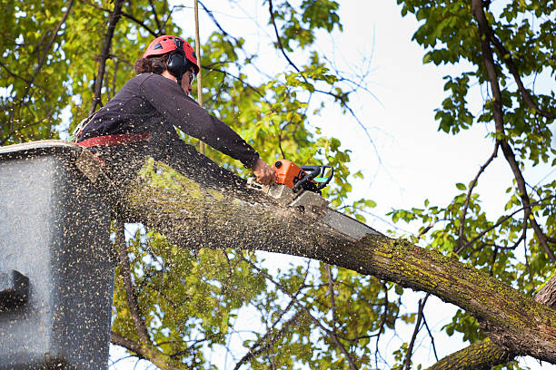 Best Tree Maintenance Programs  in Kalida, OH