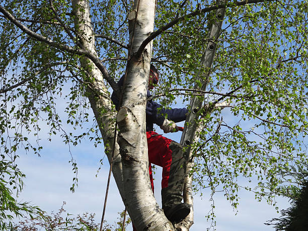 Best Arborist Consultation Services  in Kalida, OH